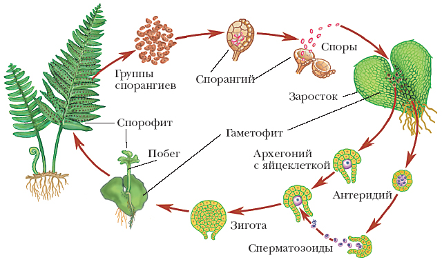 Обмен веществ схема 6 класс фото 128